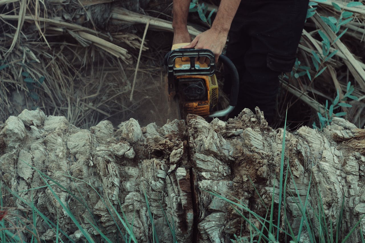 Persona utilizando una motosierra para cortar el tronco de una palmera