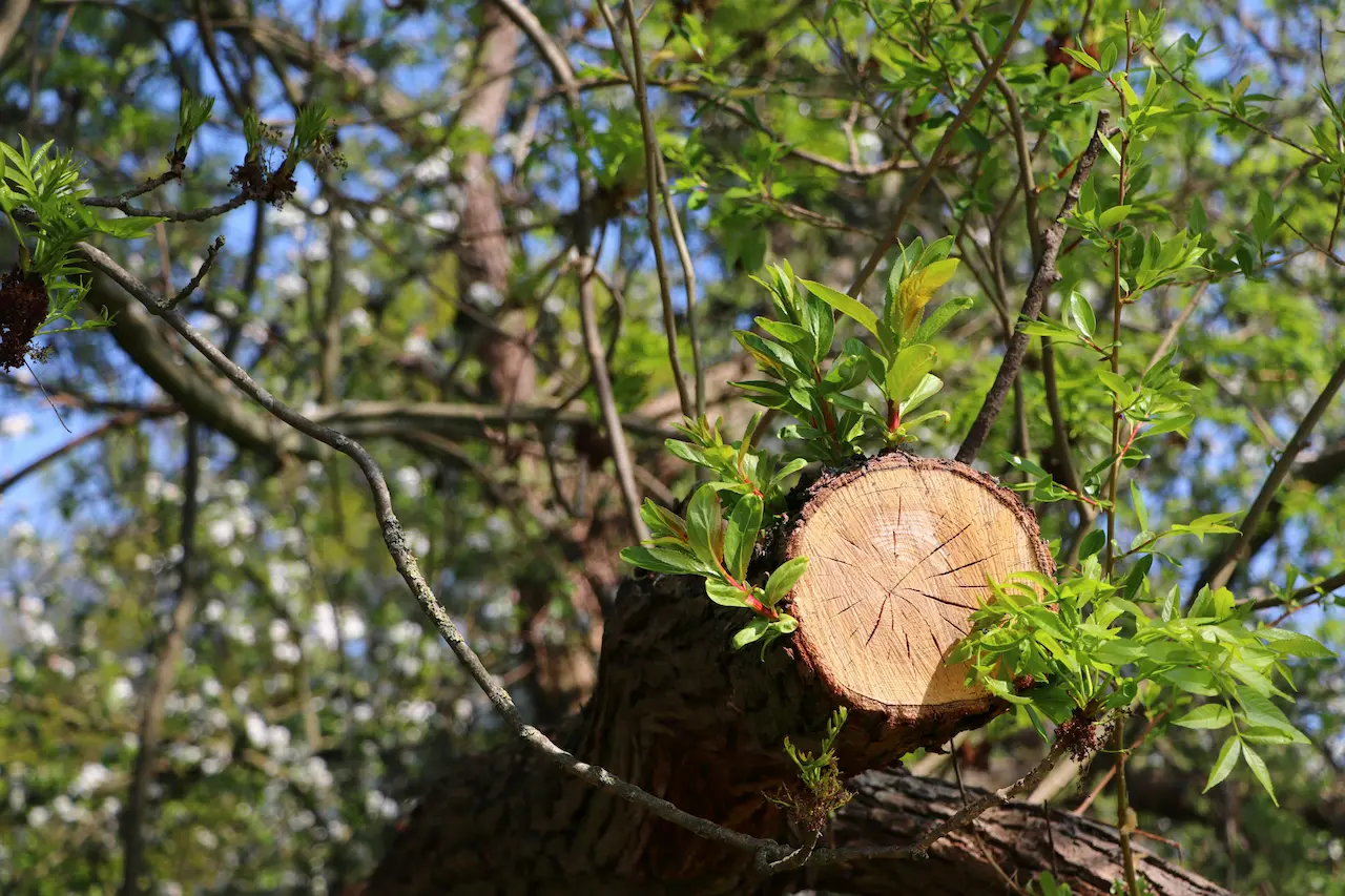 arbol podado