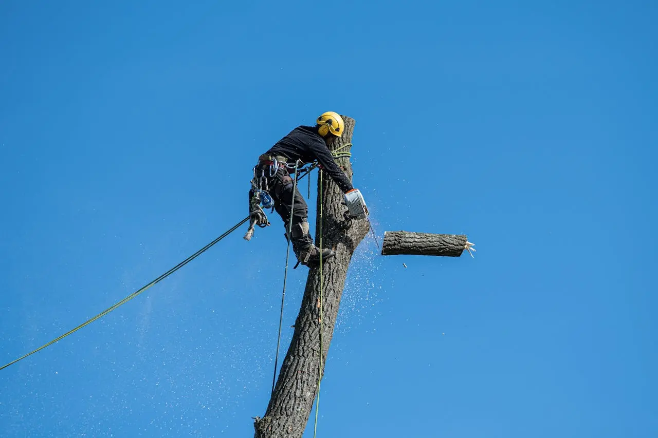 cuando se debe podar un arbol